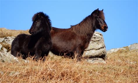 Helping to drift the ponies of Dartmoor – Tom Cox