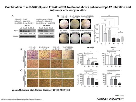 Combination Of Mir D P And Epha Sirna Treatment Shows Enhanced