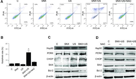 ROS Affected SNX 2112 US Induced Apoptosis Through The ERS Associated