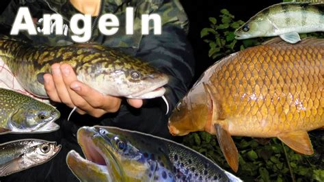 Angeln Fischen Auf Karpfen Forellen Barben Wels Zander Co