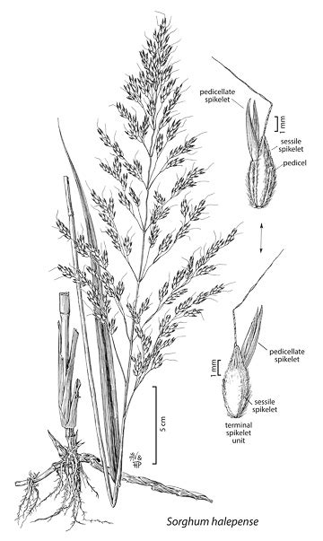 Open Herbarium Image Details