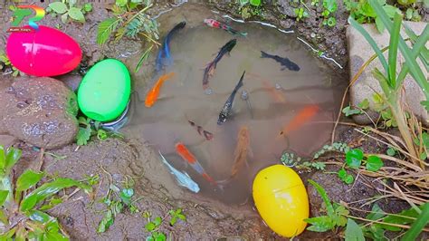 Wadidaw Dapat Ikan Cupang Warna Warni Ikan Molly Balon Lucu Ikan Mas