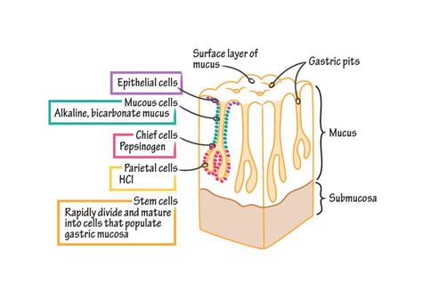 the structure of an animal's body and its major structures, including ...