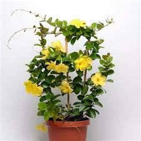 Mandevilla Vine In Pots Atelier Yuwa Ciao Jp