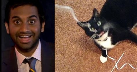 My Cat Looks Like Aziz Ansari When He Gets Excited Imgur