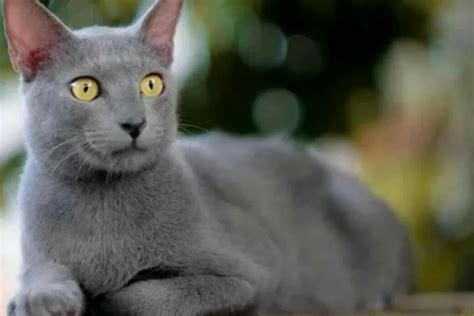 Mengenal Kucing Busok Kucing Asli Indonesia Asal Madura Hukama News