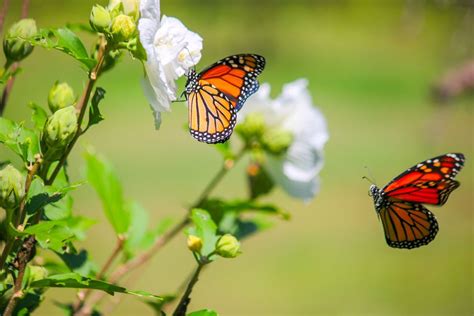 Two Monarch Buttterflies Smithsonian Photo Contest Smithsonian Magazine