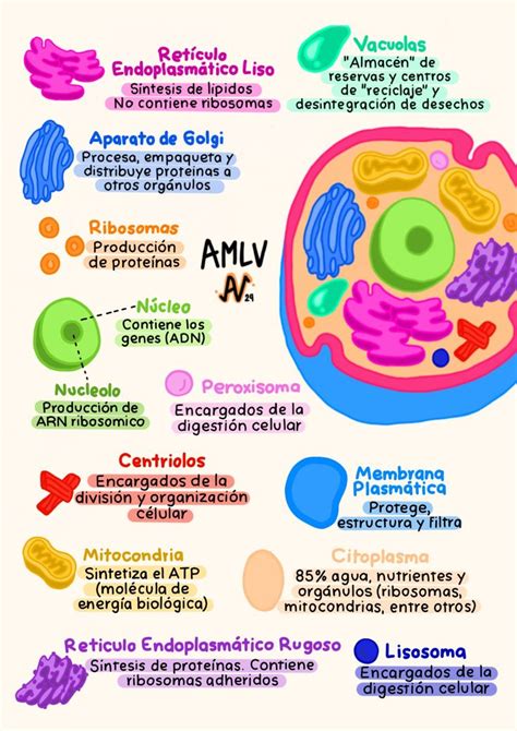 La célula animal en 2024 Dibujos de celulas Procariota y eucariota