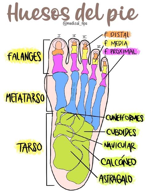 Huesos Del Pie Studying Medicine Medicine Student Medical School