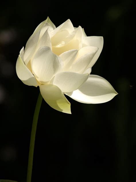 White Lotus Free Photo Download Freeimages