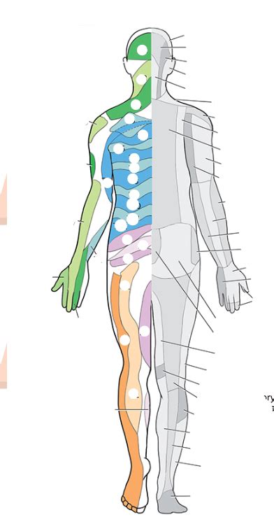 Chapter 10 Textbook Labeling Posterior Dermatomes Diagram Quizlet