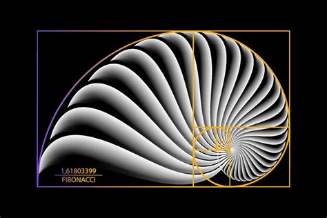 Fibonacci Secuencia Dorado Relaci N Geom Trico Formas Espiral Caracol