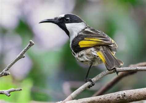 Australian Bird Portraits #2 - Australian Photography