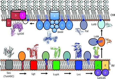 The Lipoprotein Biogenesis Pathway Sec Secreted E Coli Lipoprotein