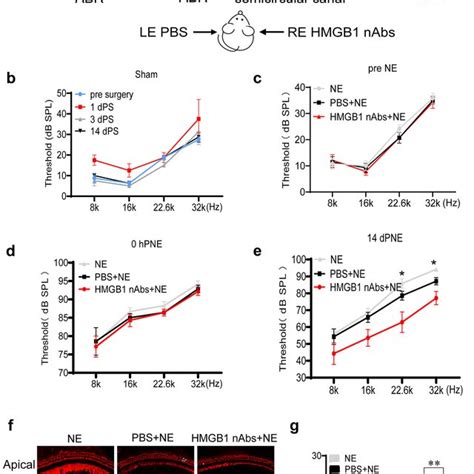 Hmgb1 Cytoplasmic Accumulation Before Cellular Release Occurred Early