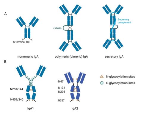 Human Monomeric Polymeric And Secretory Iga A And The Structure And