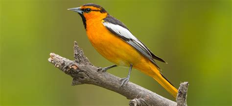 3 Types of Orioles Found in California! (2025) - Bird Watching HQ