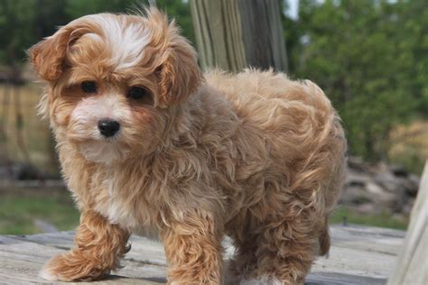 Maltipoo Puppies For Sale Affectionate And Loving What More Can You