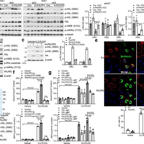 Adipocyte Phlpp Regulates Hsl Phosphorylation And Localization A