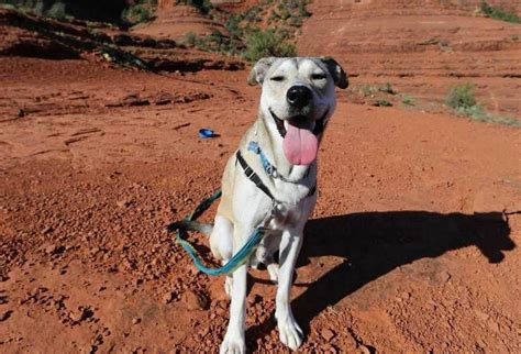 7 Best Dog Harnesses For Hiking: 2020 Buyer's Guide - Dog Club Life