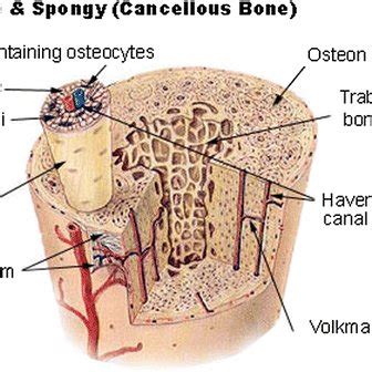 Bone Histology Note The Distribution Of Strong Cortical Bone And The