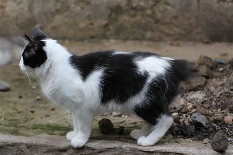 Manx Cat Breed Traits Characteristics And History