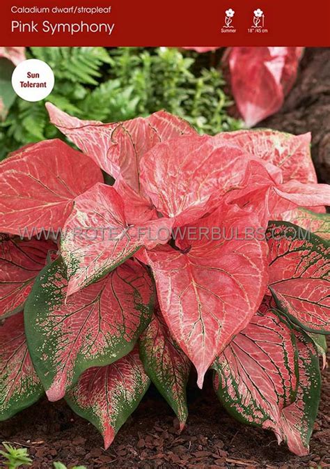 Caladium Strapleaved Pink Symphony No P Carton Rotex