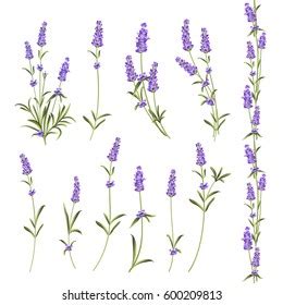 Set Lavender Flowers Elements Botanical Illustration Stock Illustration