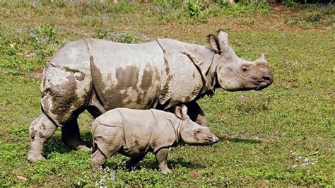 TIL there are rhinos in Nepal : r/todayilearned