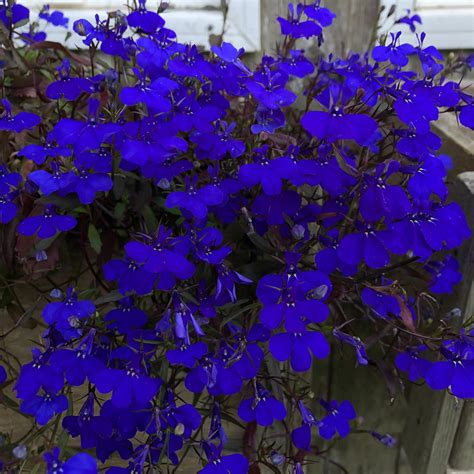 Crystal Palace Lobelia – Revival Seeds