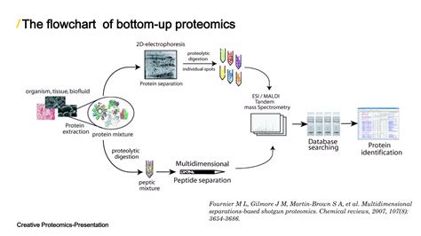 Bottom Up Proteomics And Top Down Proteomics Ppt