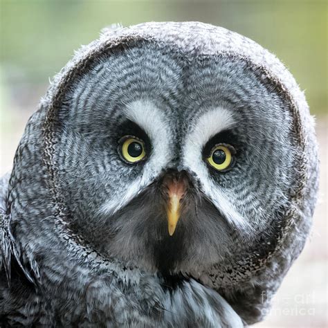 Great Grey Owl Closeup Photograph By Jane Rix Fine Art America