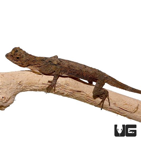 Flying Dragon Lizards For Sale - Underground Reptiles