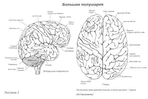 Полушария большого мозга рисунок 49 фото