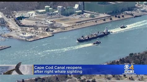 Cape Cod Canal Reopens After Whale Closure YouTube