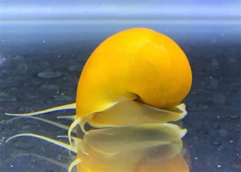 Gold Mystery Snail Live Fish Direct
