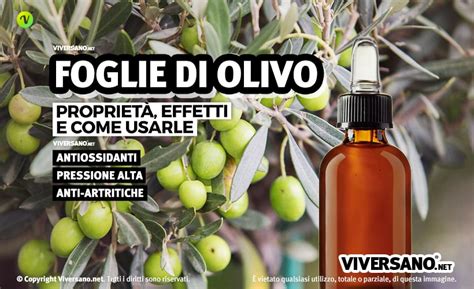 Foglie Di Olivo Propriet Come Fare L Infuso E Controindicazioni