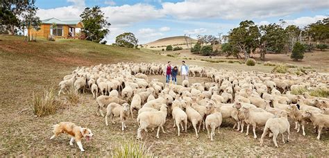 farm stays  australia holidays  kids