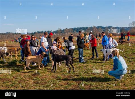 People With Dogs In The 40 Acre Off Leash Dog Park In Marymoor Park