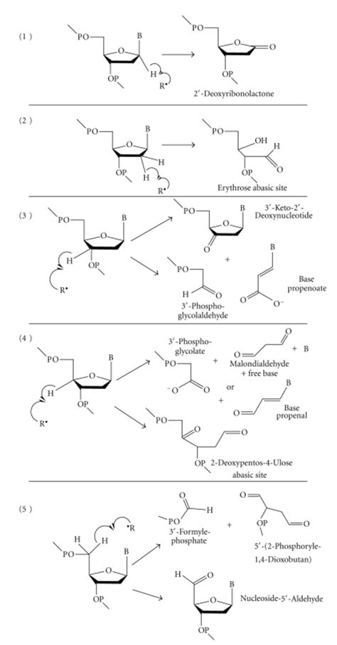 2-Deoxyribose oxidation products. | Download Scientific Diagram