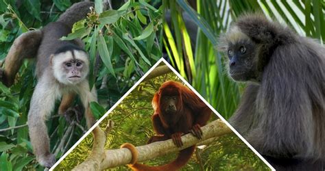 How Does Habitat Fragmentation Harm Wildlife?