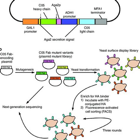 Pdf In Vitro Evolution Of An Influenza Broadly Neutralizing Antibody