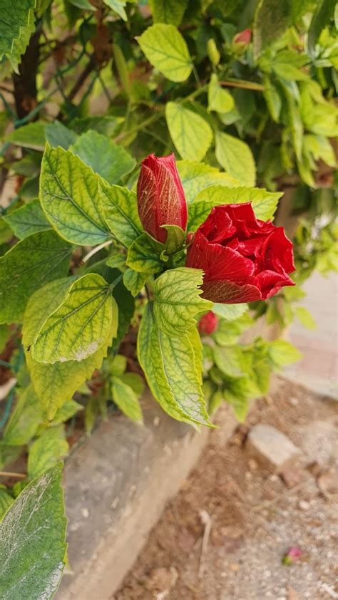 Pin Di Liliana Escoda Su Flores Y Plantas