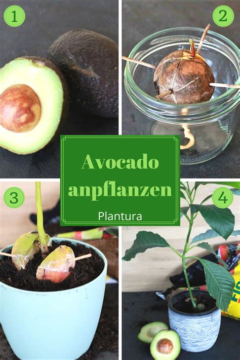 Avocadokern Einpflanzen Einfache Anleitung Plantura Avocadokern