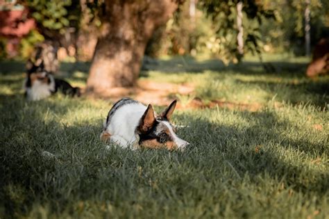 Um Cachorro Deitado Na Grama Uma Rvore Ao Fundo Foto Premium