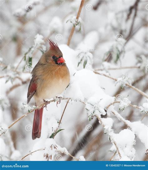 Cardenal Norte O De Sexo Femenino Imagen De Archivo Imagen De Fauna