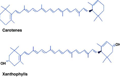 Basic Structure Of Carotenes And The Xanthophylls Download