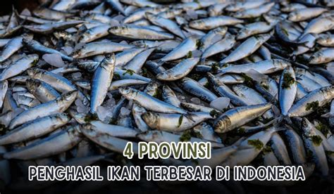 4 Provinsi Penghasil Ikan Terbesar Di Indonesia Juaranya Bukan NTT