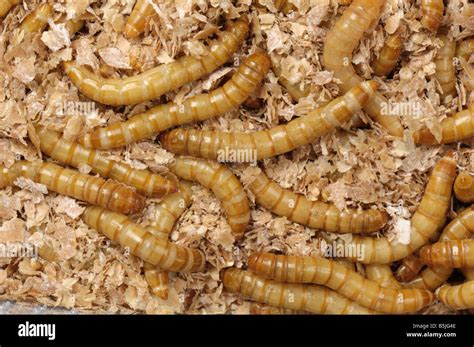 Yellow mealworm Tenebrio molitor larvas de escarabajos Fotografía de