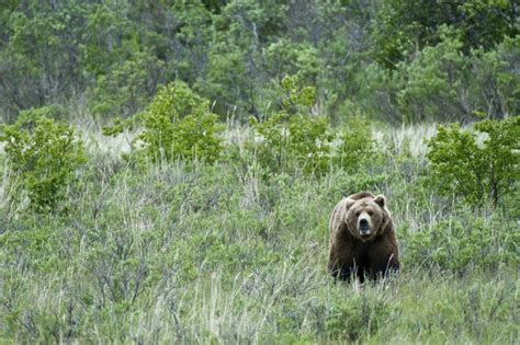 Lone Brown Bear Standing In The Grass Stock Image Image Of Walking